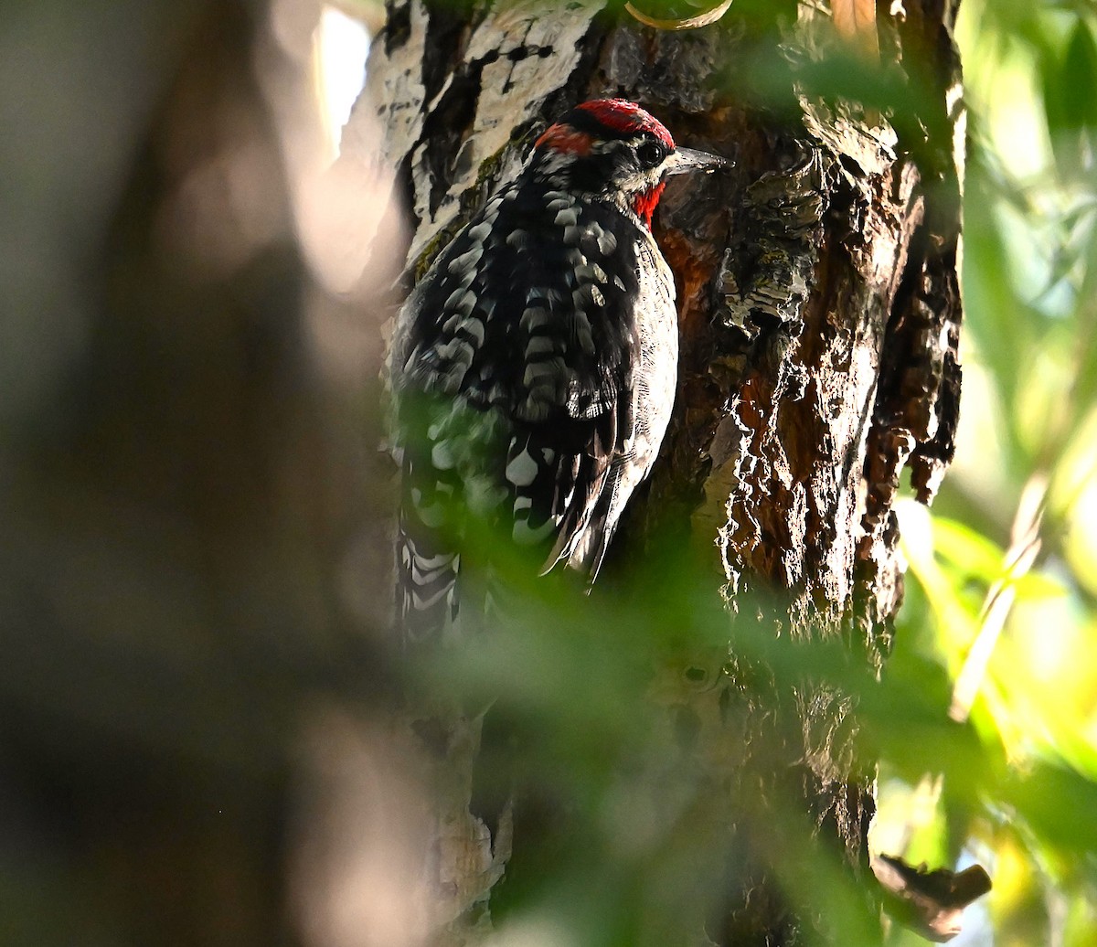 Red-naped Sapsucker - ML641515541