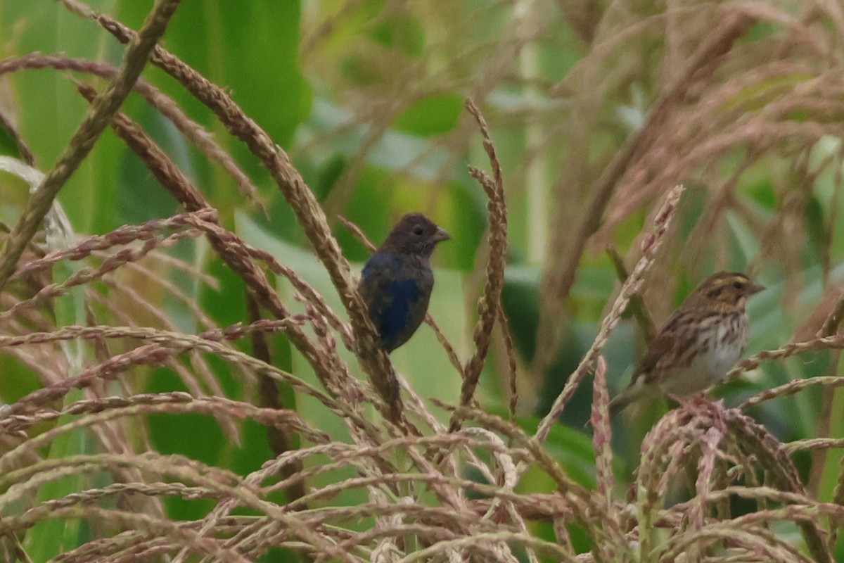 Indigo Bunting - ML641515598