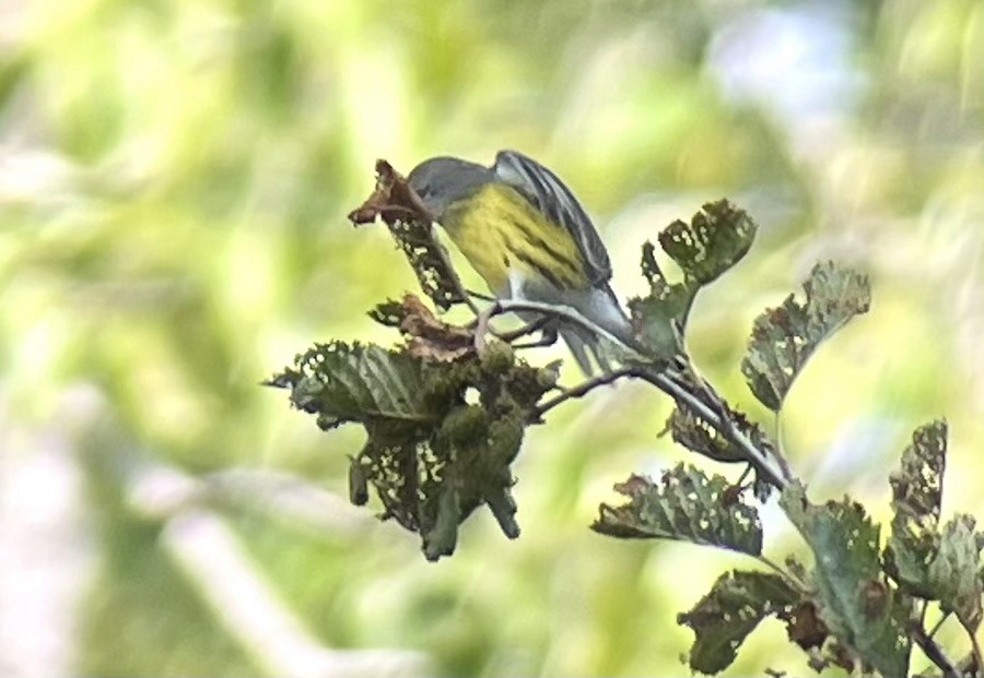 Magnolia Warbler - ML641515602