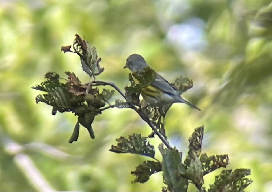 Magnolia Warbler - ML641515603