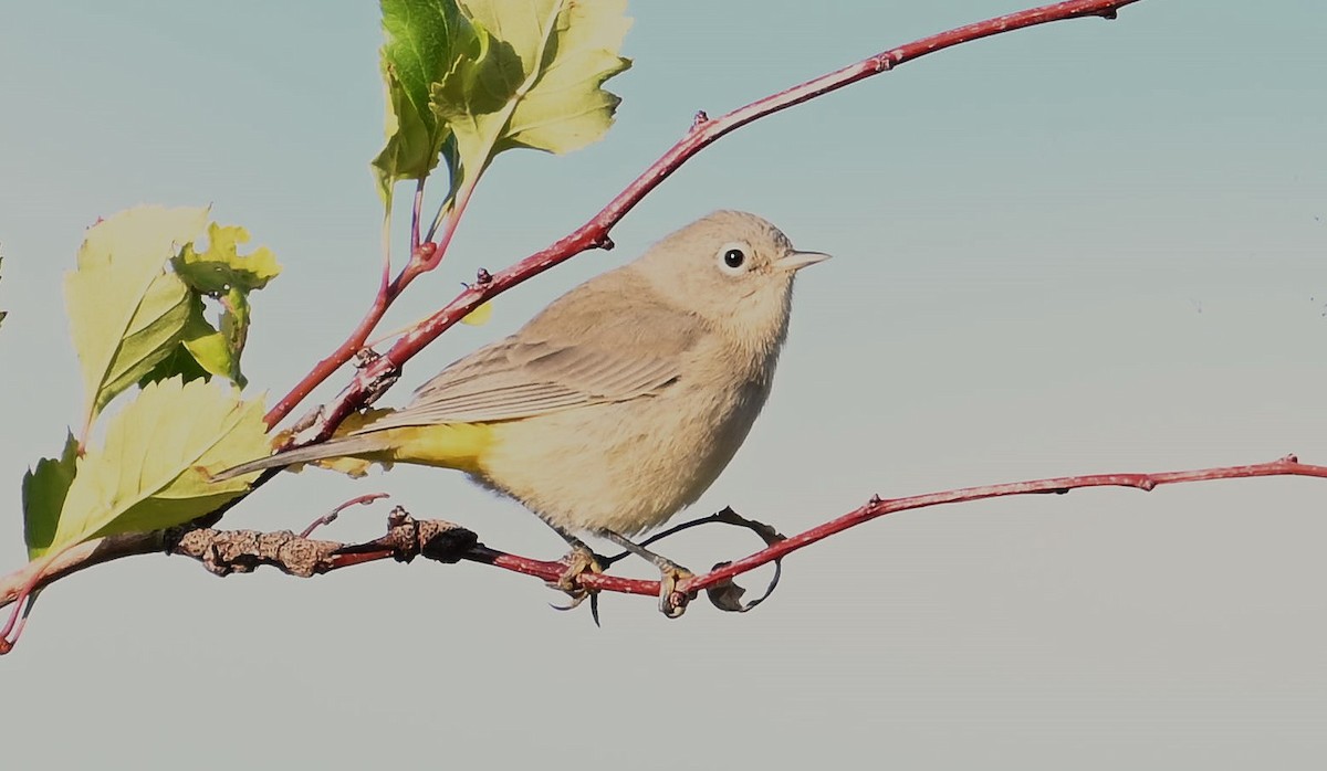 Virginia's Warbler - ML641515629