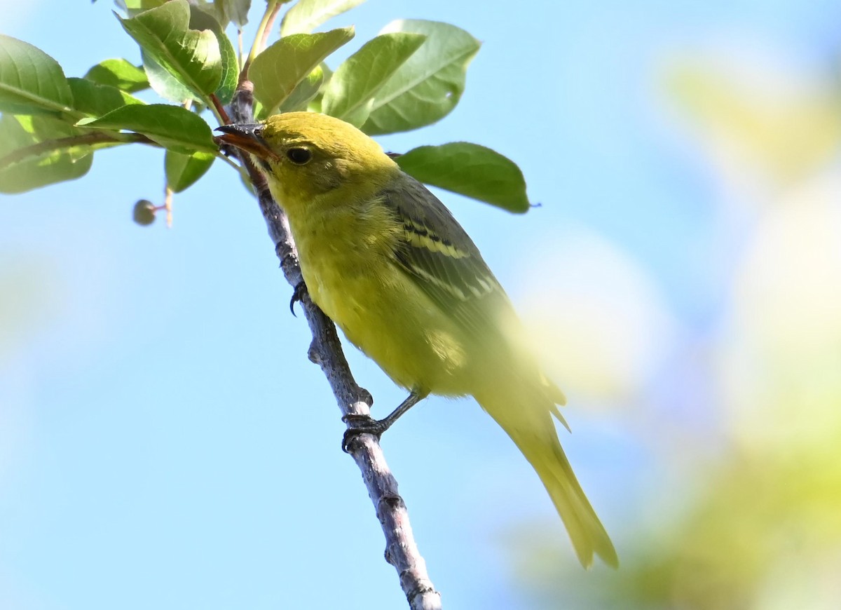 Western Tanager - ML641515645