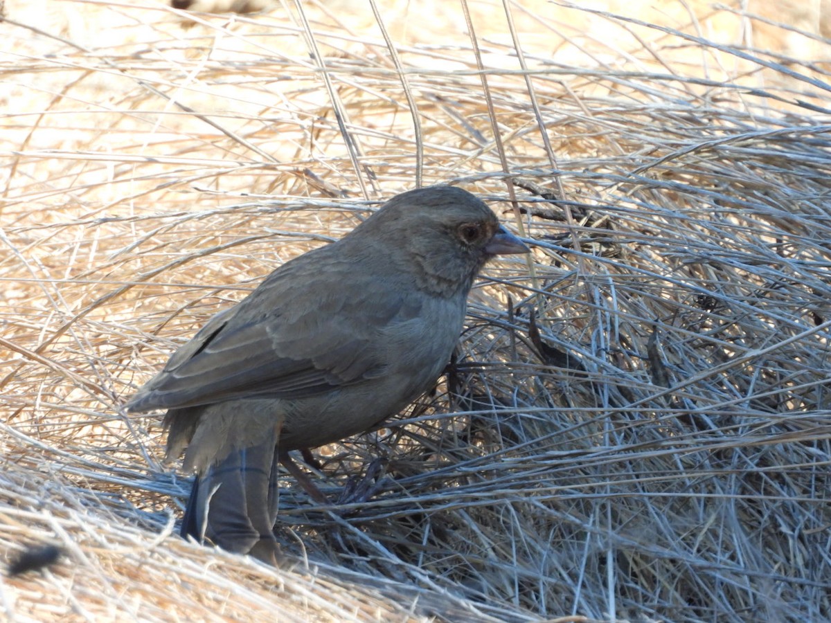 California Towhee - ML641515650