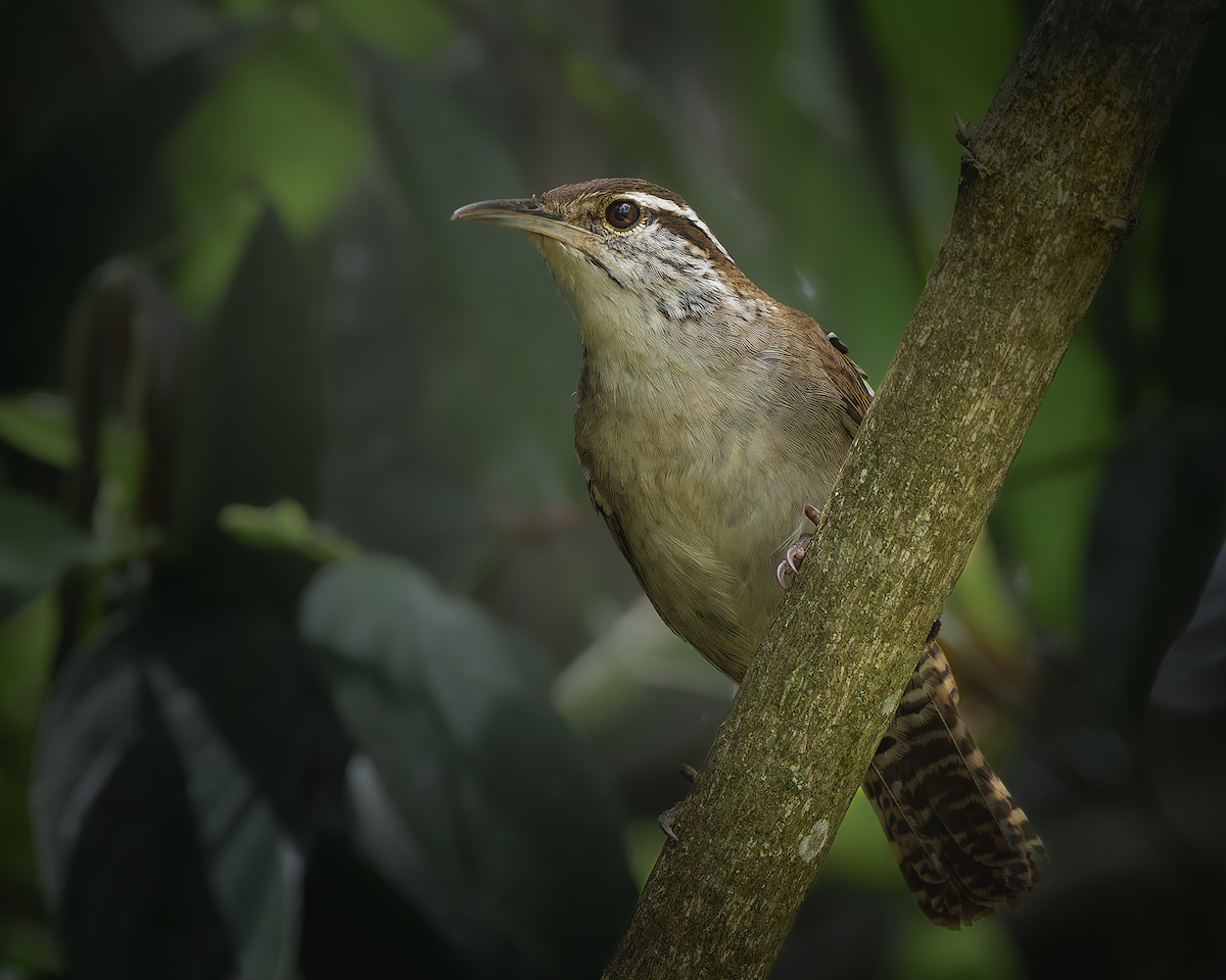 Niceforo's Wren - ML641515679