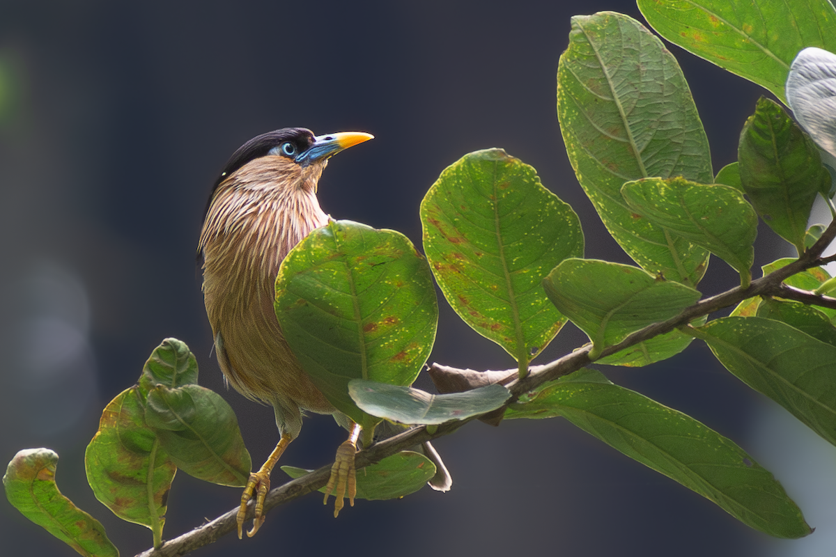 Brahminy Starling - ML641515692