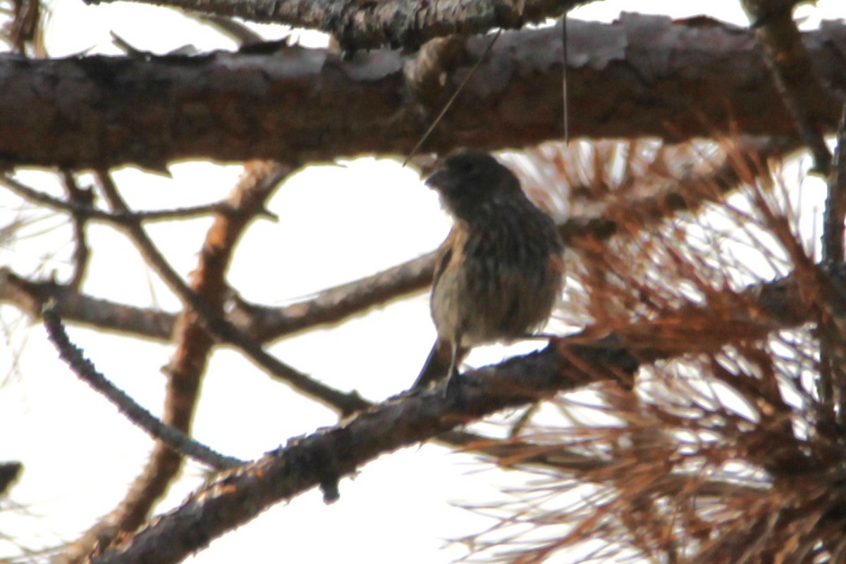 House Finch - ML641515701