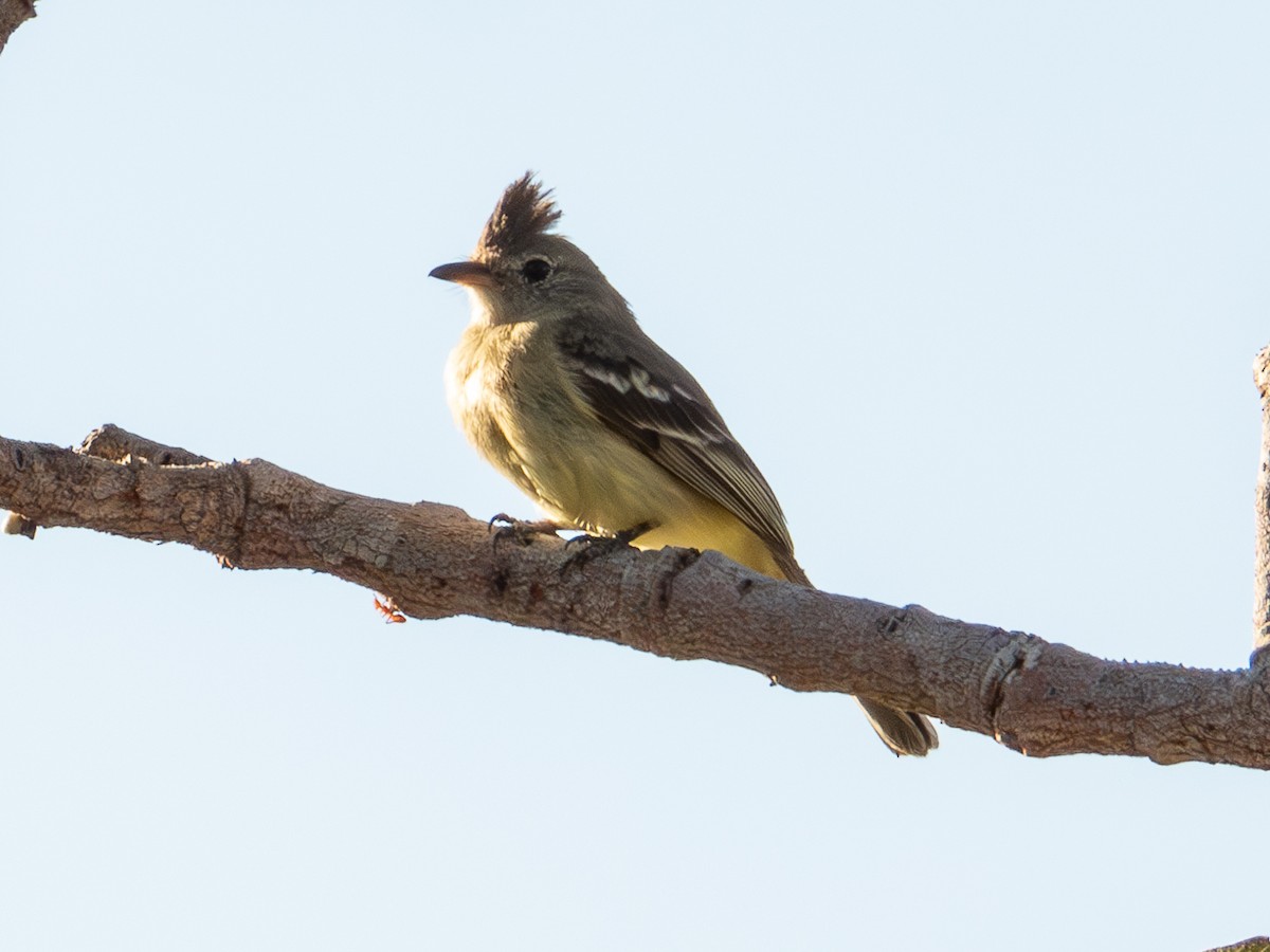 Plain-crested Elaenia - ML641515705
