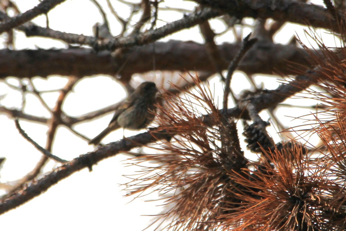 House Finch - ML641515707