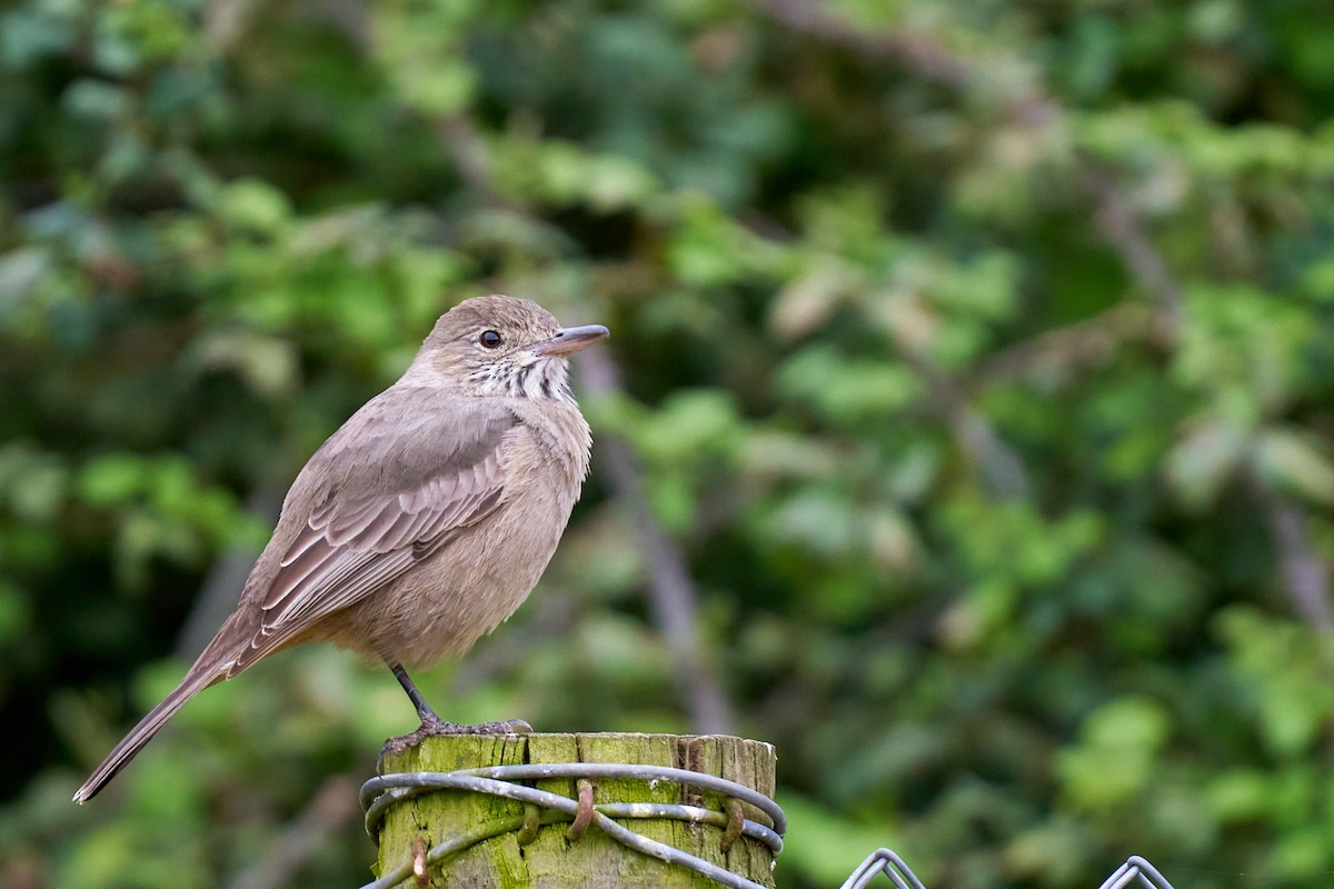 Great Shrike-Tyrant - ML641515782
