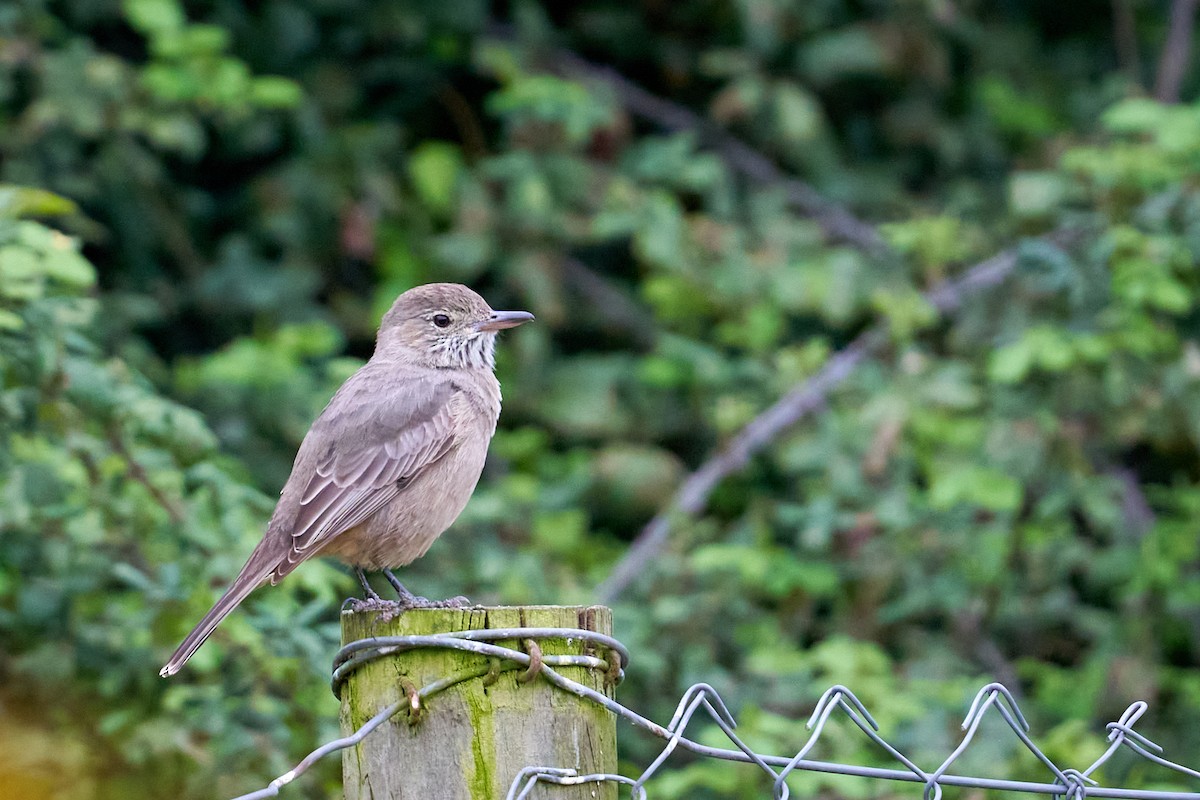 Great Shrike-Tyrant - ML641515786