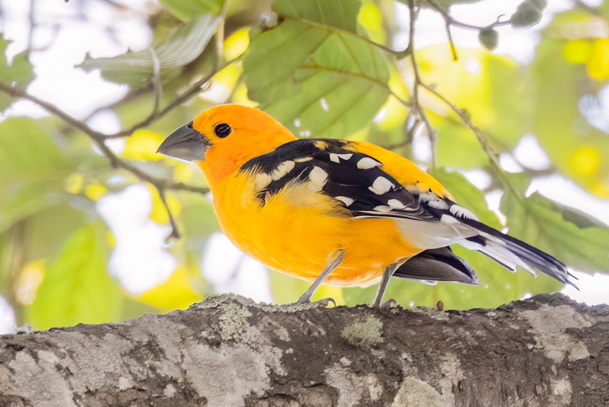 Yellow Grosbeak - ML641515814