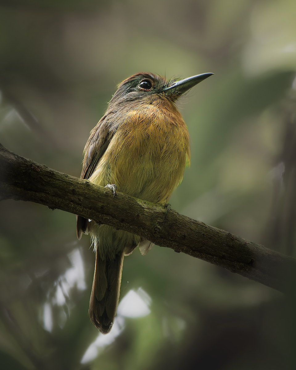 Gray-cheeked Nunlet - ML641515819