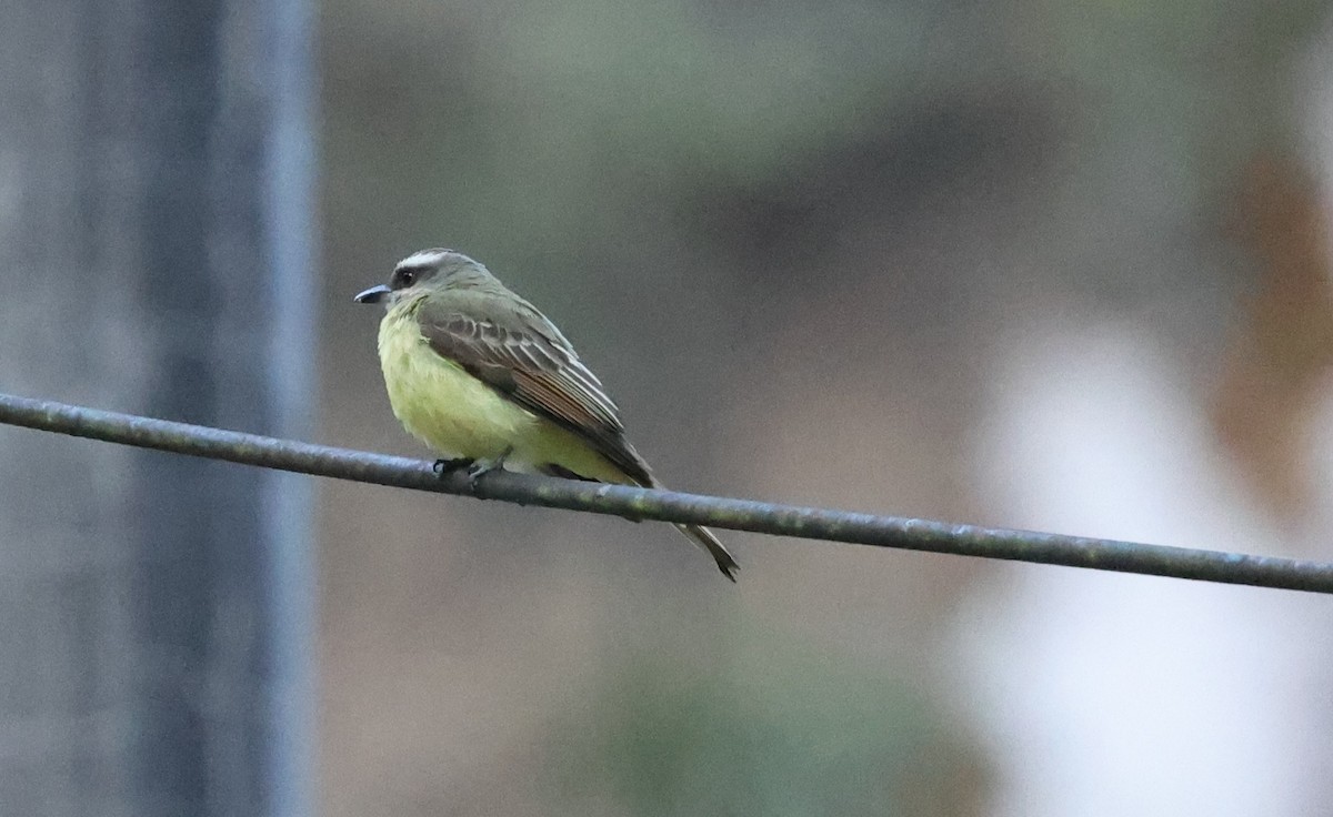 Golden-crowned Flycatcher - ML641515832