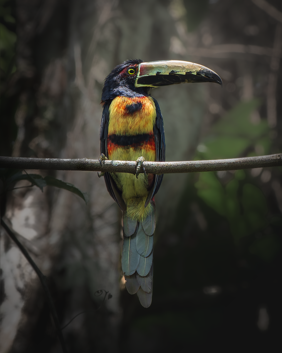 Collared Aracari - ML641515835