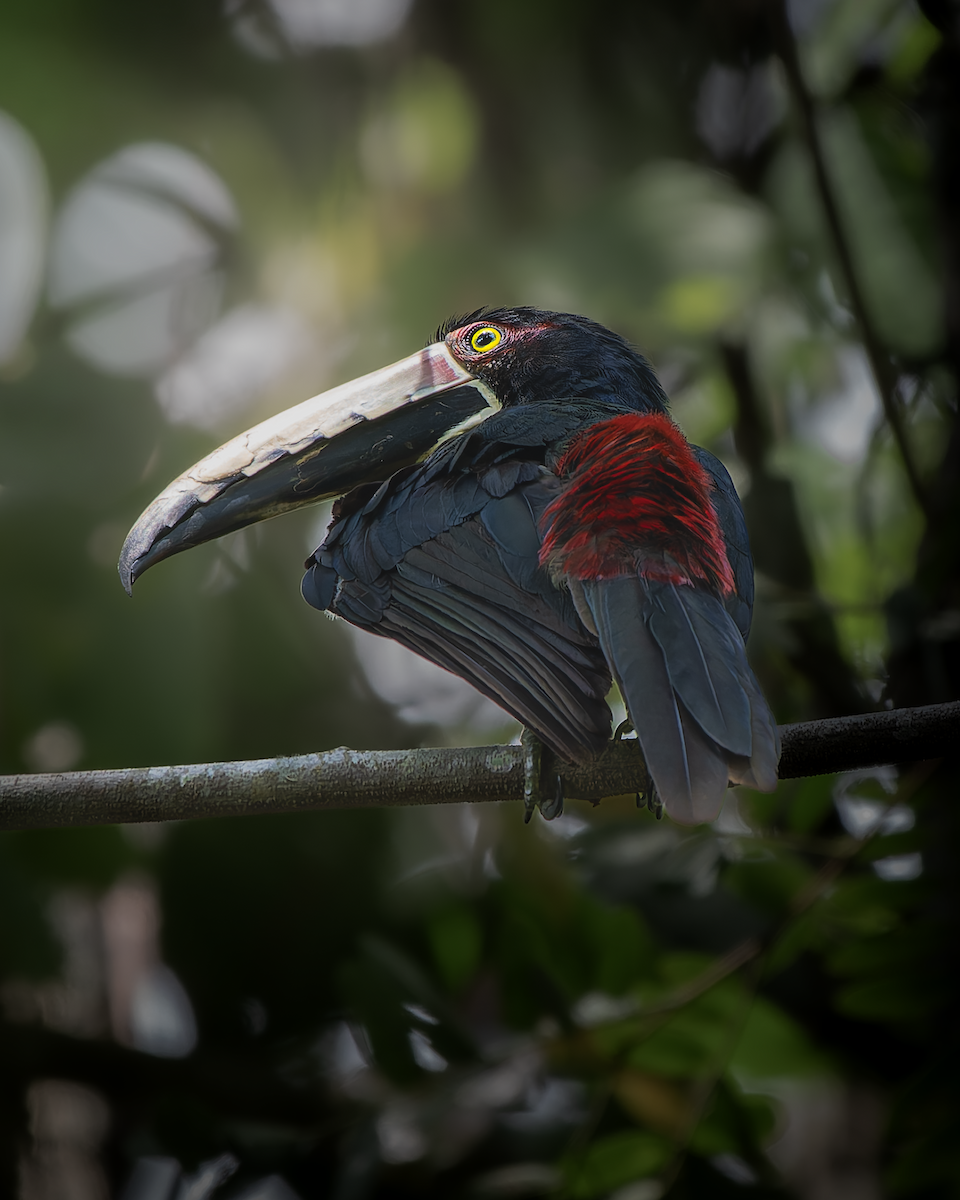 Collared Aracari - ML641515836