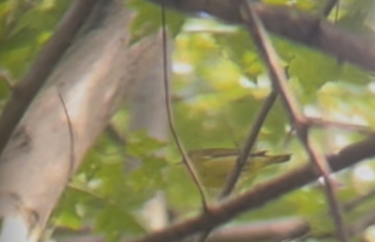 Connecticut Warbler - ML641515846