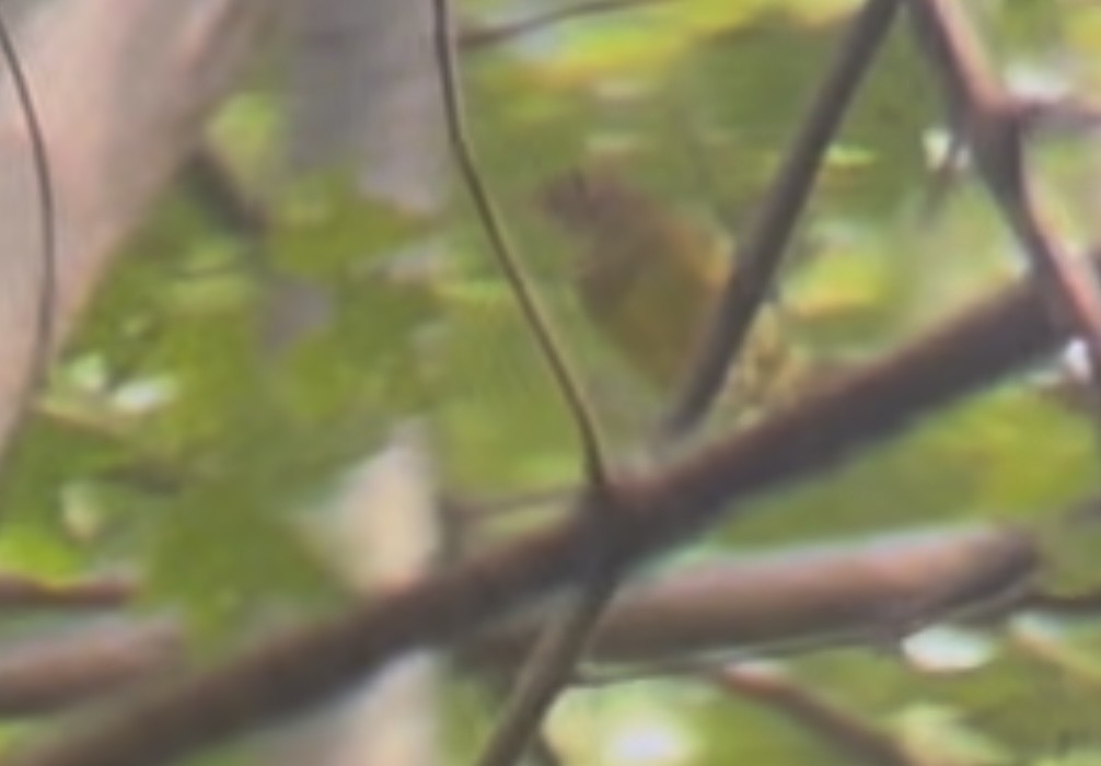 Connecticut Warbler - ML641515847