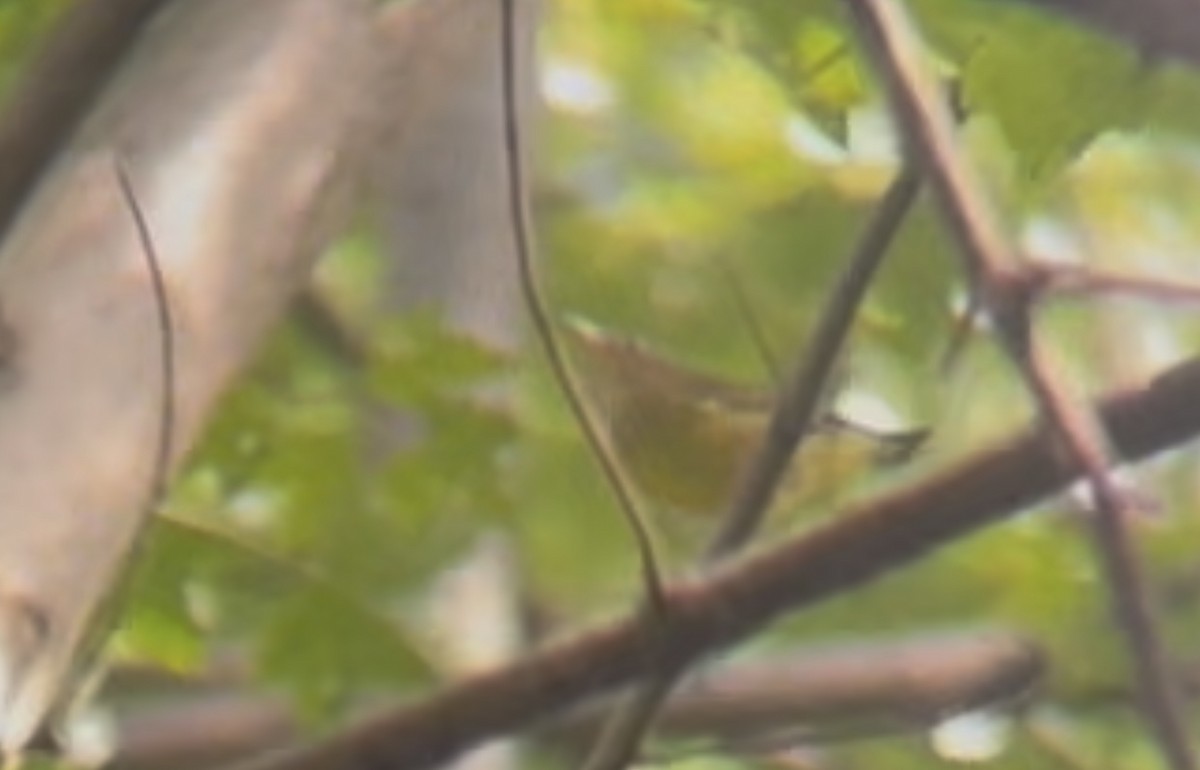 Connecticut Warbler - ML641515848