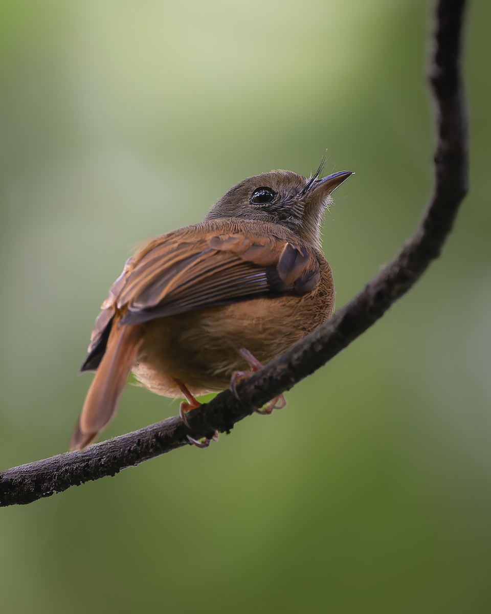 Ruddy-tailed Flycatcher - ML641515868
