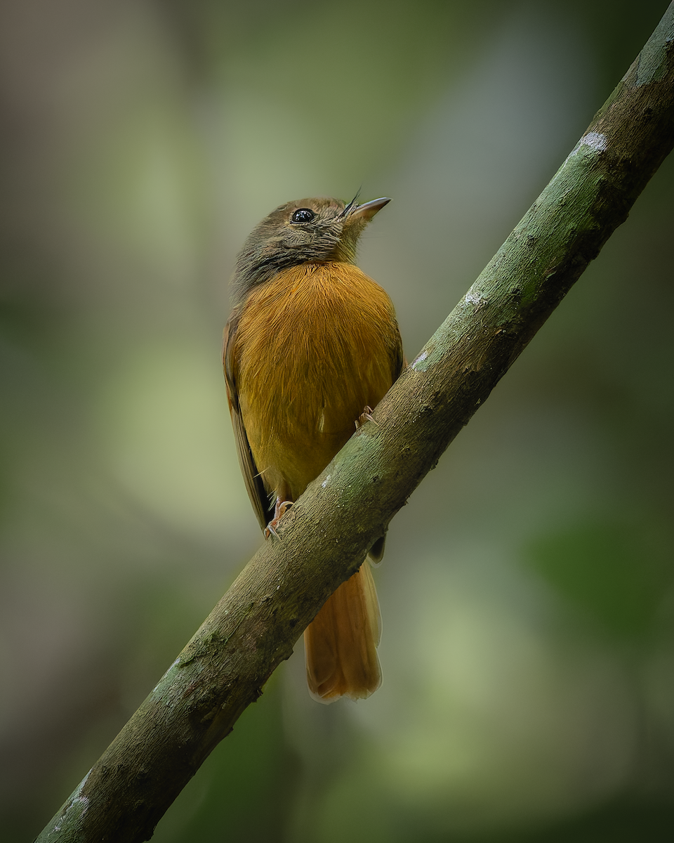Ruddy-tailed Flycatcher - ML641515869