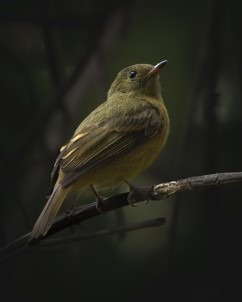 Ochre-bellied Flycatcher - ML641515885