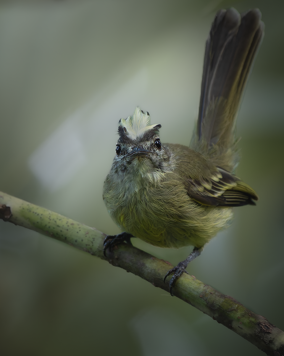 Forest Elaenia - ML641515902