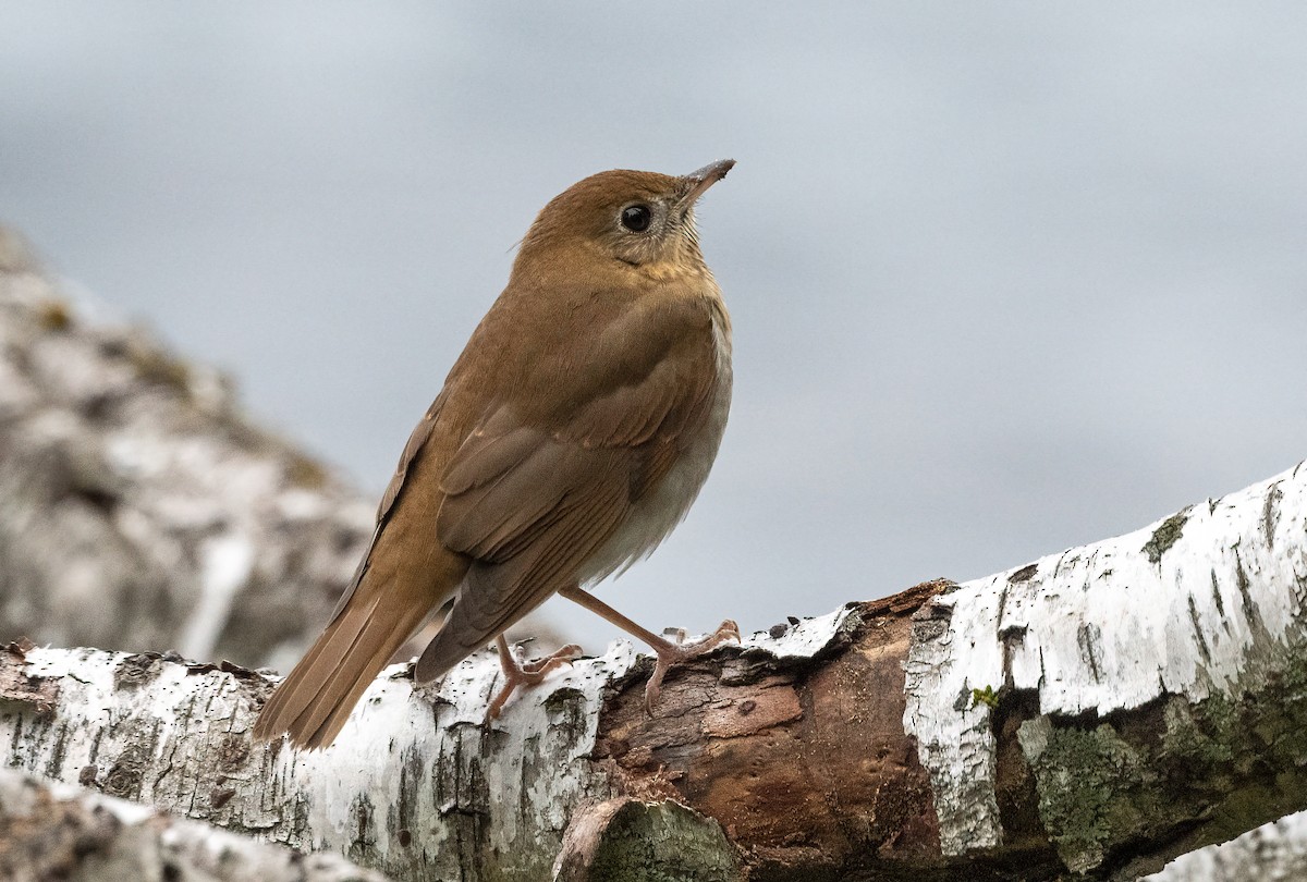 Veery - ML641515908