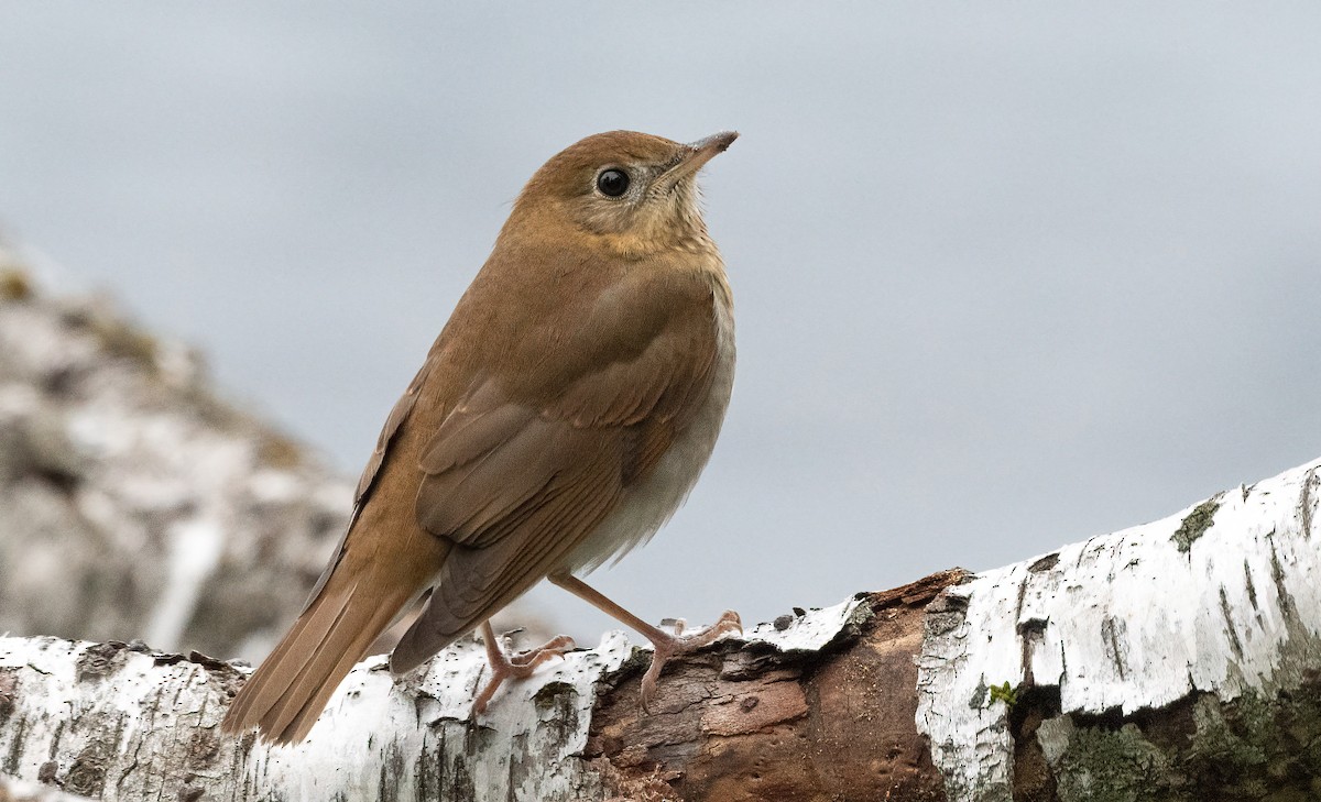 Veery - ML641515912