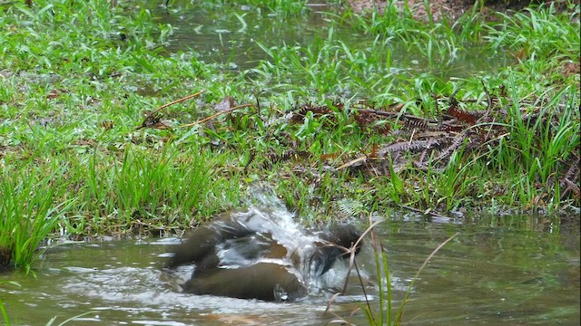 Slaty-breasted Wood-Rail - ML641515931