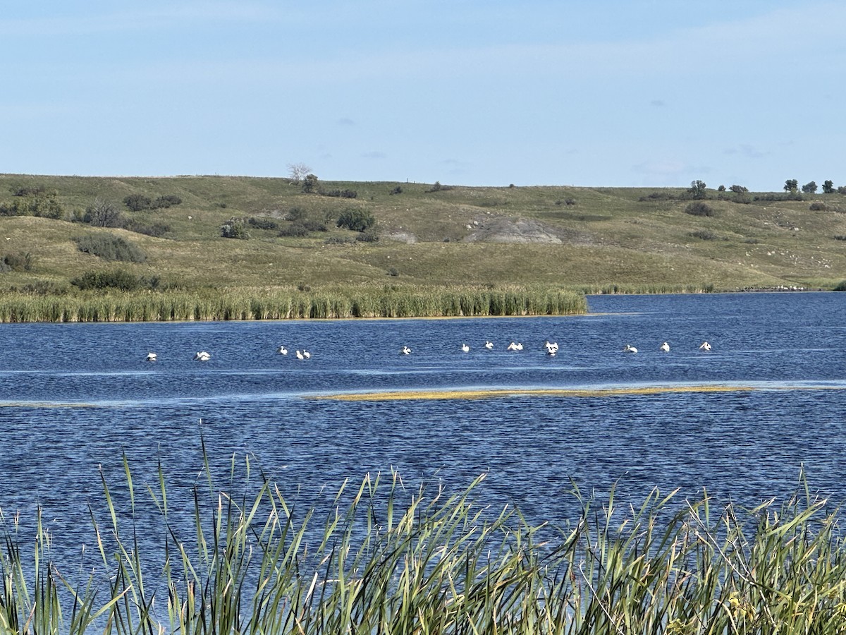 American White Pelican - ML641515957