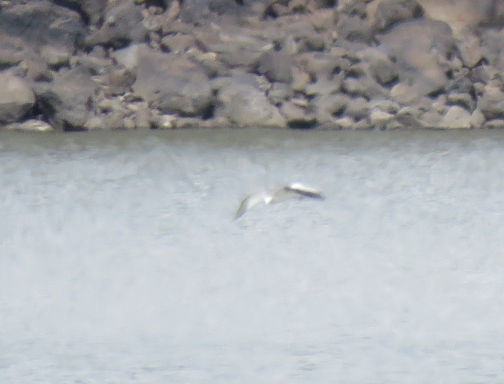 Sabine's Gull - ML641515960