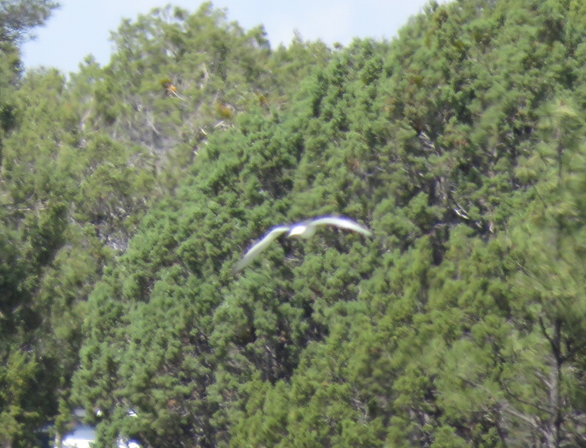 Sabine's Gull - ML641515961