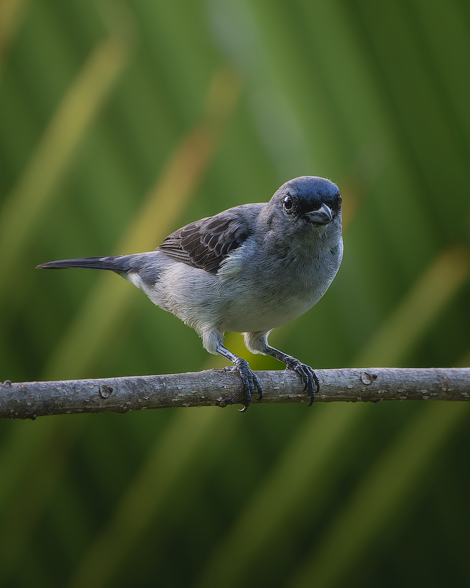 Plain-colored Tanager - ML641515982