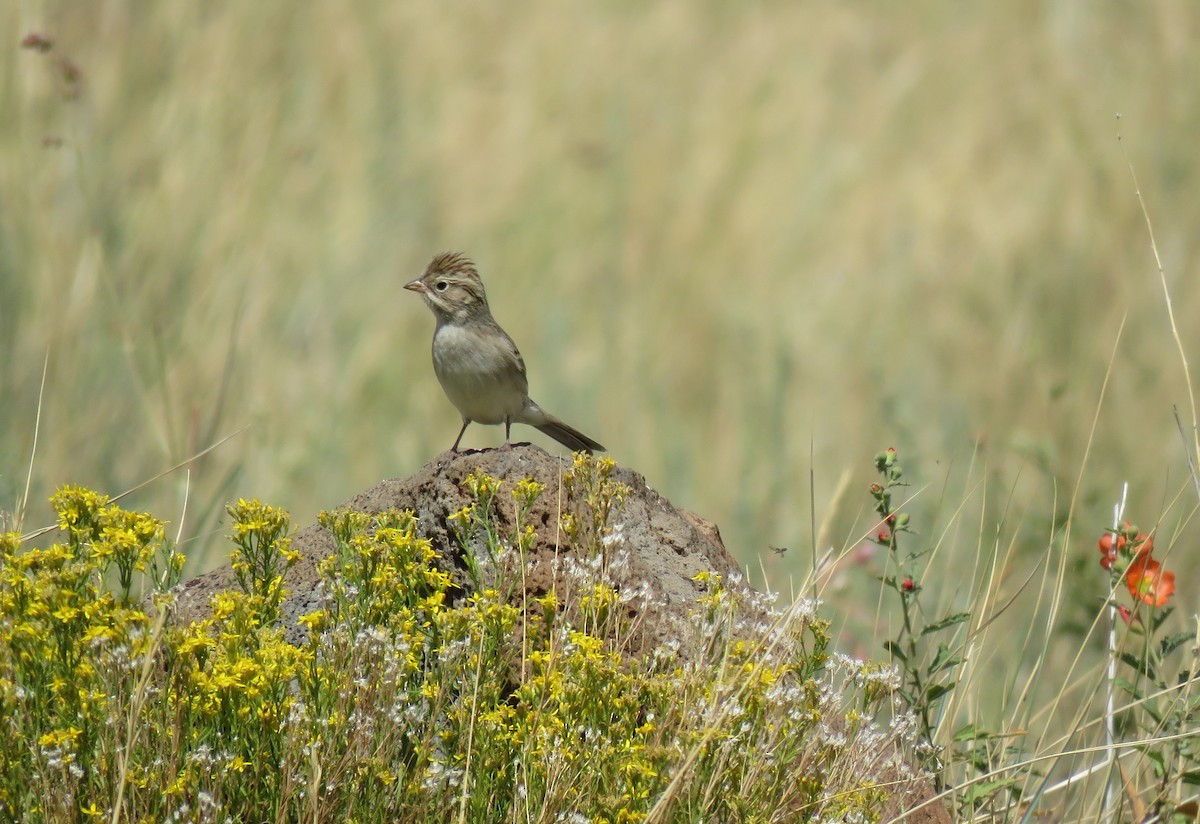 Brewer's Sparrow - ML641515984