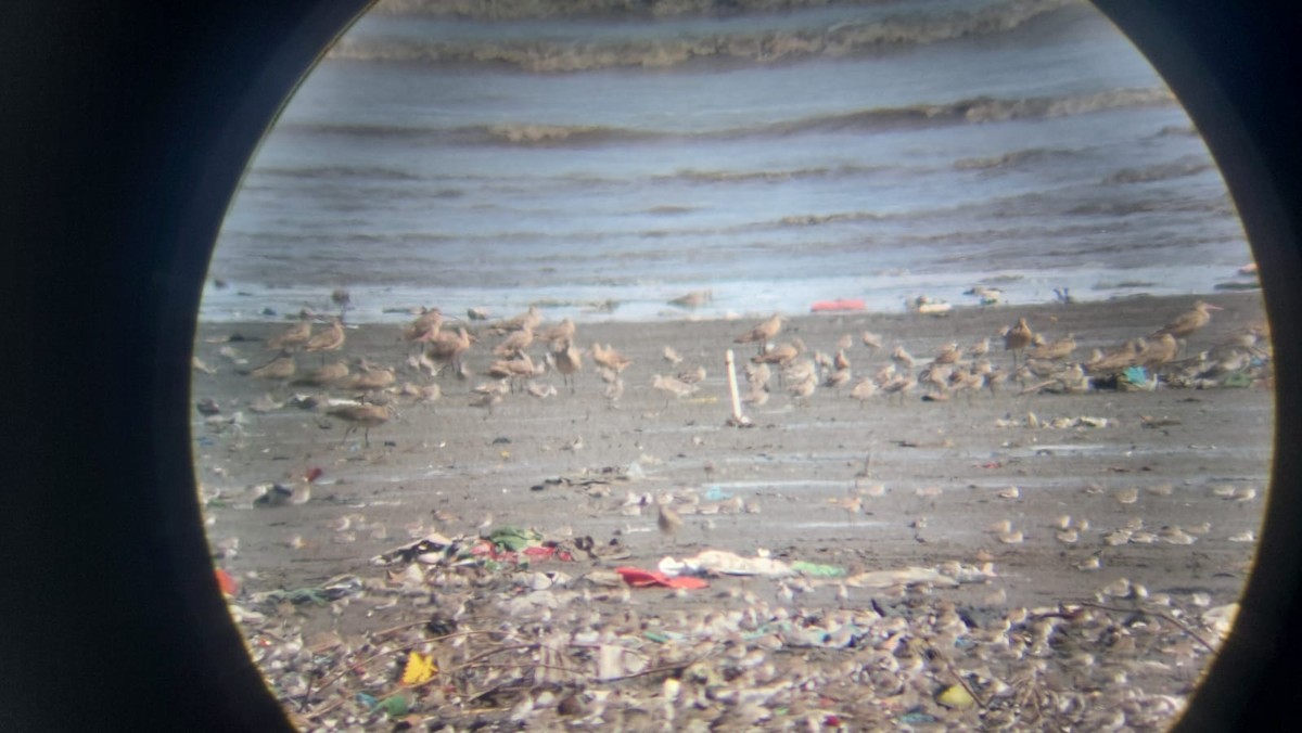 Marbled Godwit - ML641515985