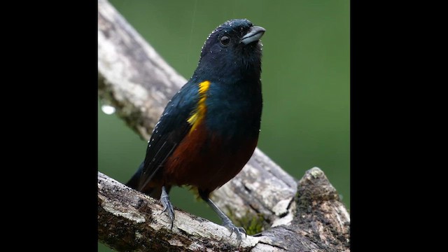 Chestnut-bellied Euphonia - ML641516008