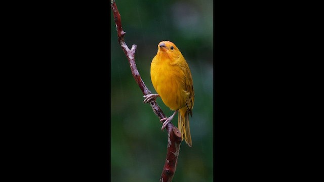 Saffron Finch - ML641516031