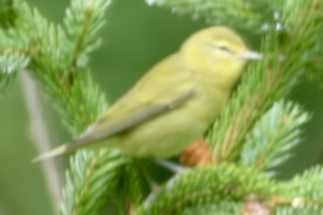 Tennessee Warbler - ML641516068
