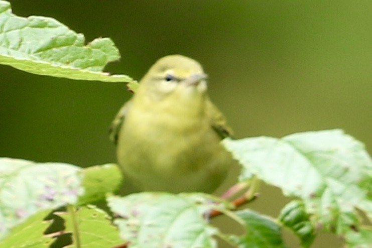 Tennessee Warbler - ML641516069