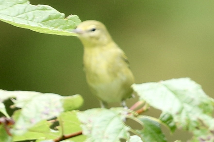 Tennessee Warbler - ML641516070
