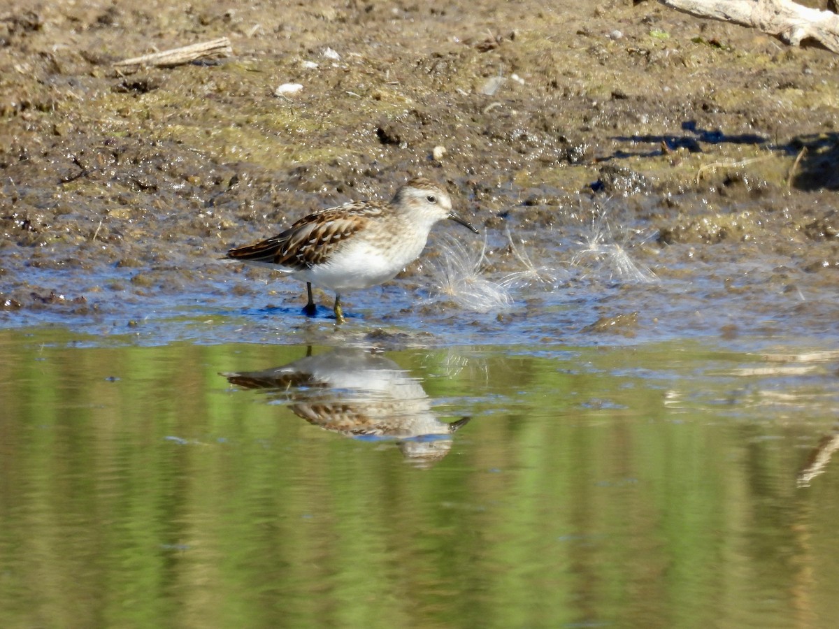 Least Sandpiper - ML641516074