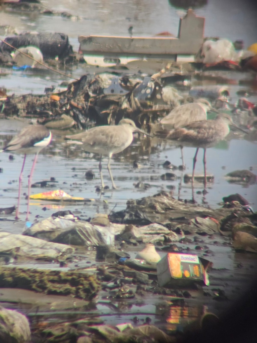 Willet - ML641516145