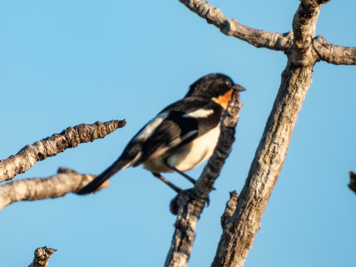 White-rumped Tanager - ML641516157