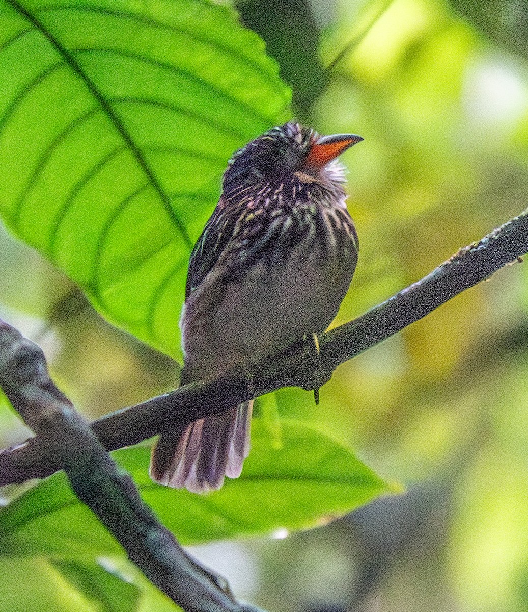 White-chested Puffbird - ML641516163