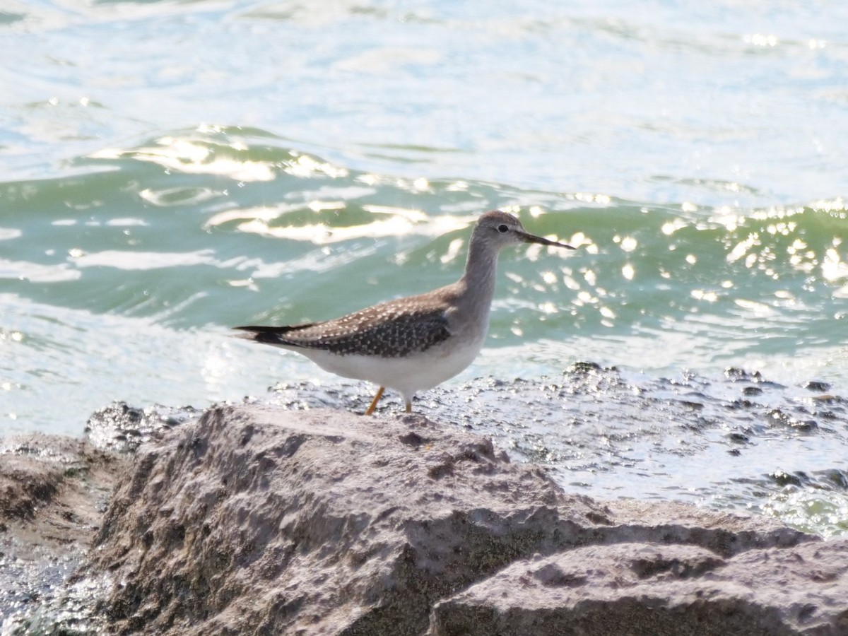 Lesser Yellowlegs - ML641516181