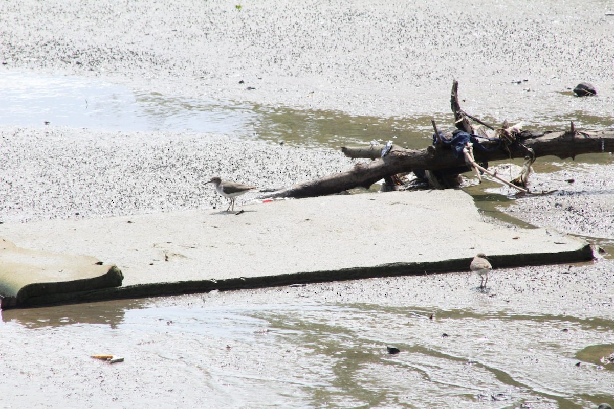 Spotted Sandpiper - ML641516194