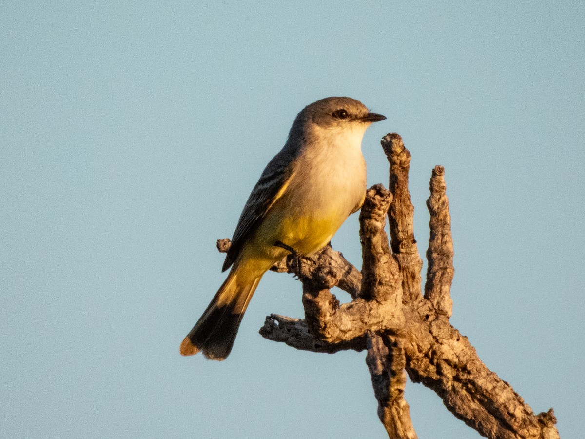 Çapada Tiranuleti - ML641516241