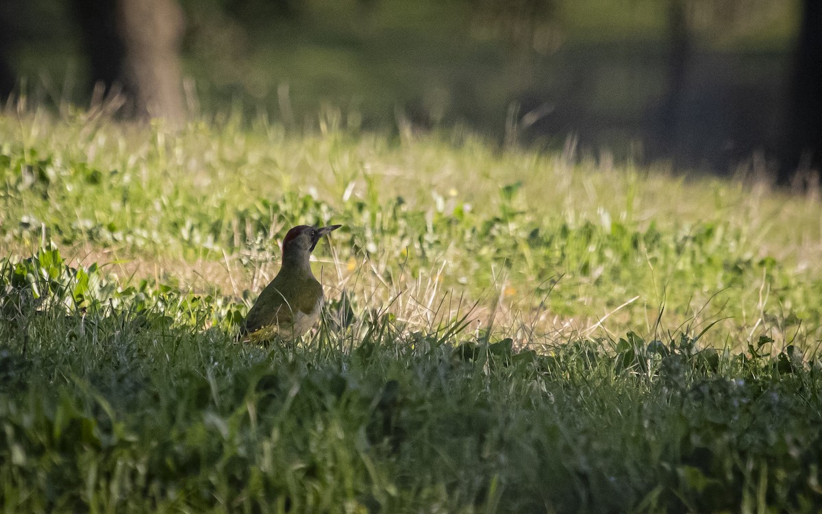 Pito Ibérico - ML641516258