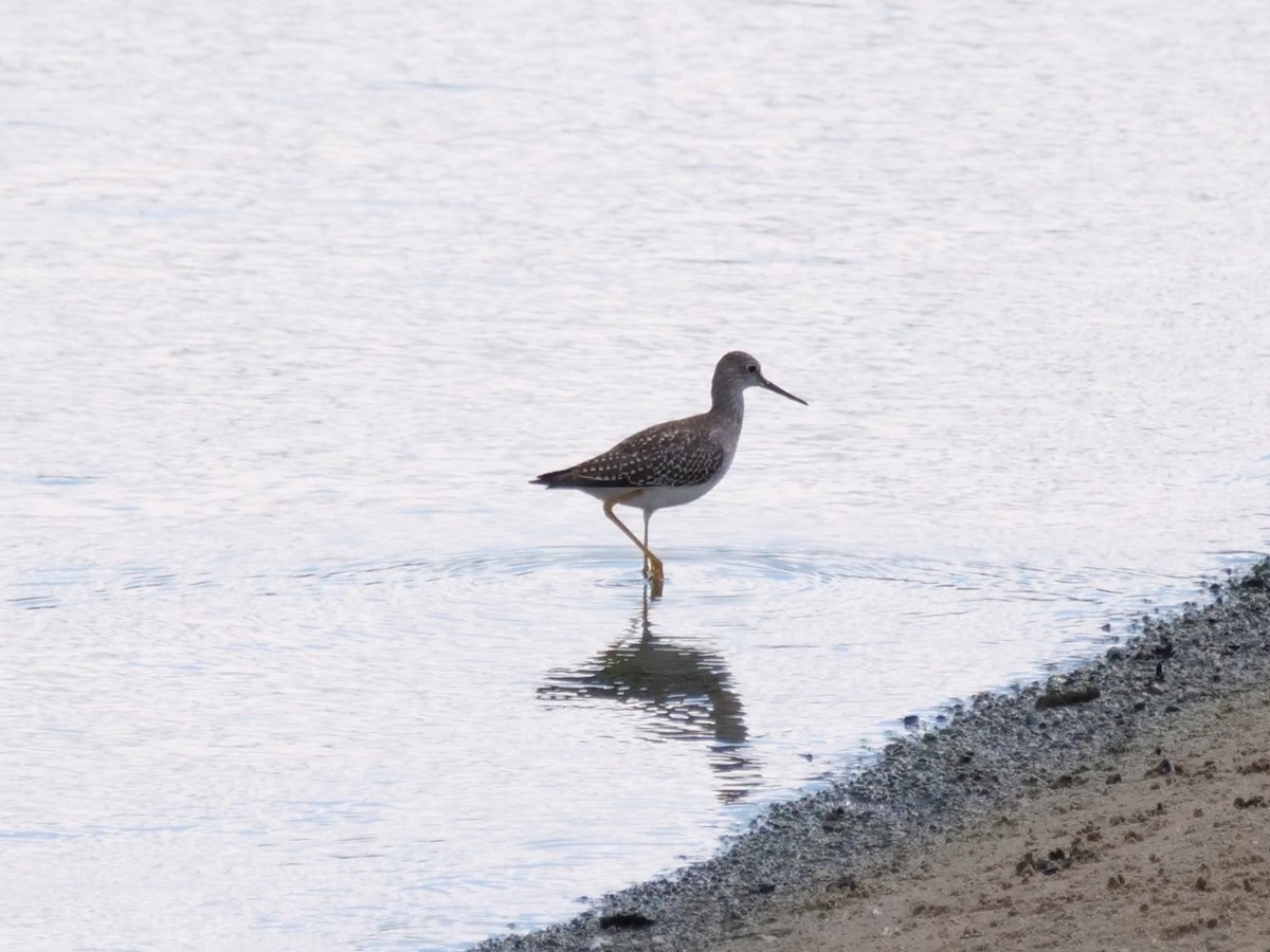 Greater Yellowlegs - ML641516276