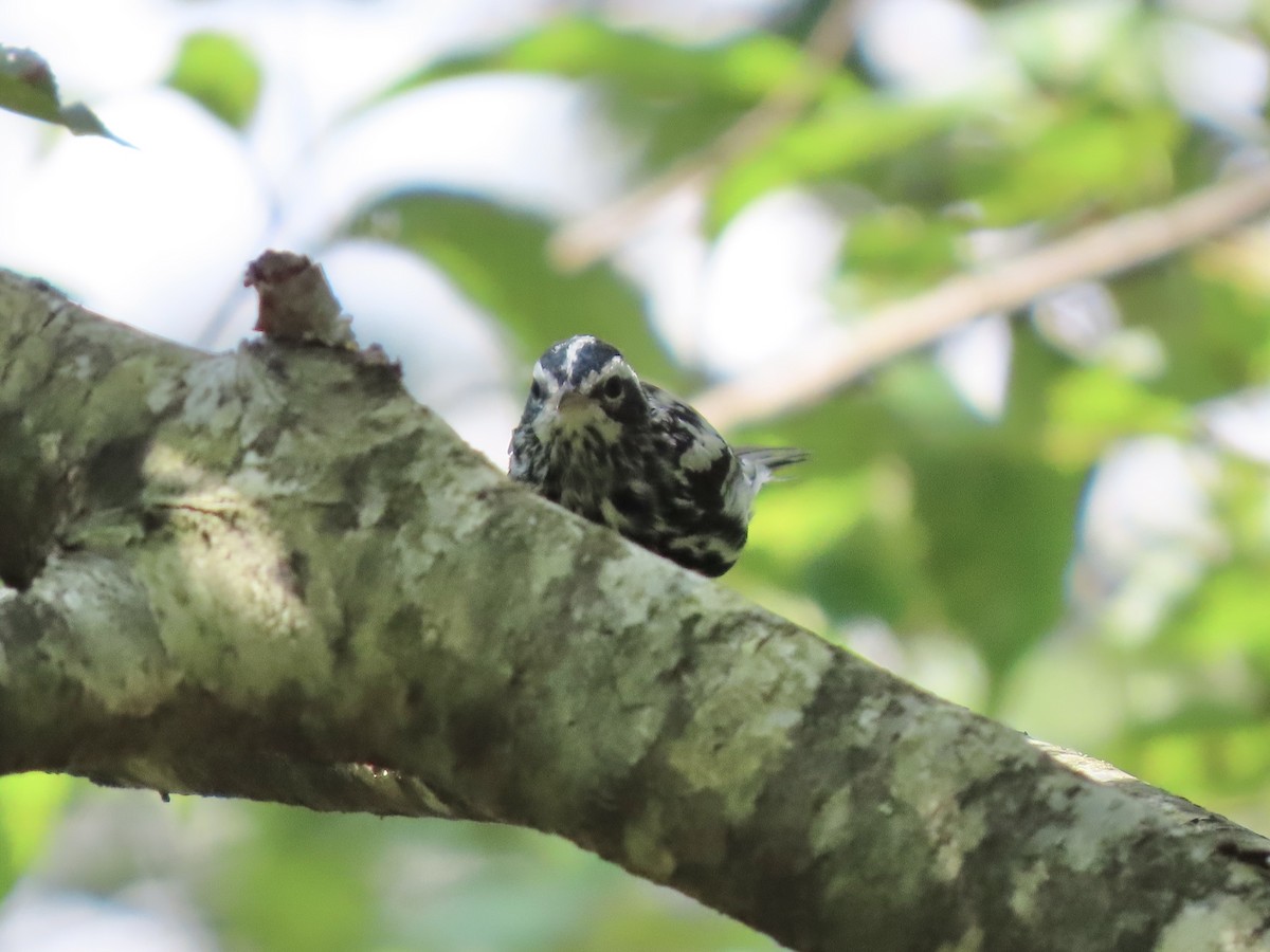 Paruline noir et blanc - ML641516294